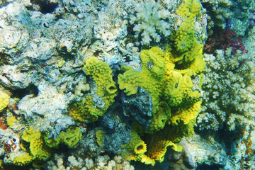 Naklejka na ściany i meble coral natural texture