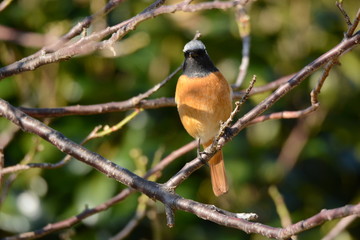 Male Daurian redstart perched on the branch of Ume.
