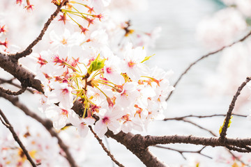 井の頭公園の桜