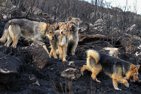 Varios perros en una zona de monte arrasada por el fuego