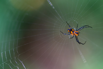 A dangerous looking red and black spider on a web