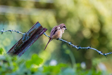 Yellow-vented Bulbul - Pycnonotus goiavier or eastern yellow-vented bulbul in nature