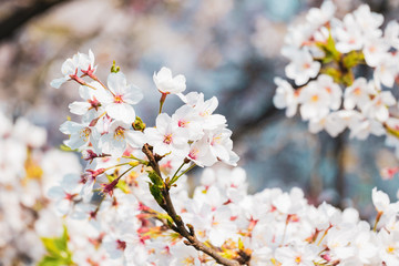 井の頭公園の桜