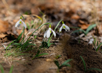 White snowdrops in the forest close-up