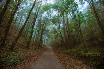 Obraz premium misty green forest 