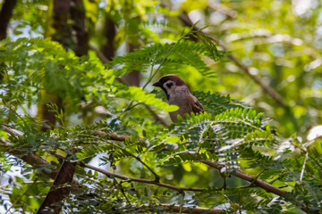 common House sparrow in nature