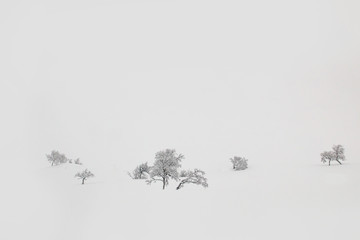 Bäume im Schnee und Nebel