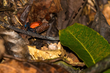 Blue jeans frog (Oophaga pumilio) on dead leaves in the rainforest of Costa Rica