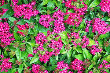 Pentas lanceolata flowers