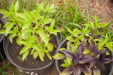  grow basil in containers in country