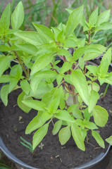  green basil in container