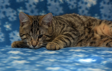 Young one-eyed cat