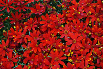 color biden flowers texture