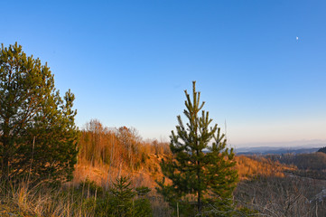 Kiefer vor herbstlichen Hügeln