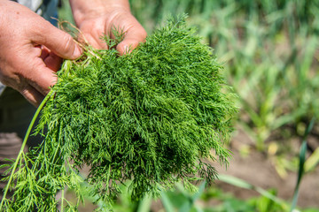 Freshly harvested dill. Farmer harvesting green dill. Fresh farm vegetables, organic farming concept.