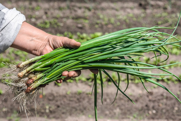 Fresh green onion, harvested freshly organic vegetables in the farmer garden, bio food concept