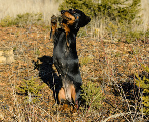 Kunstst&uuml;ck trainieren mit Teckel