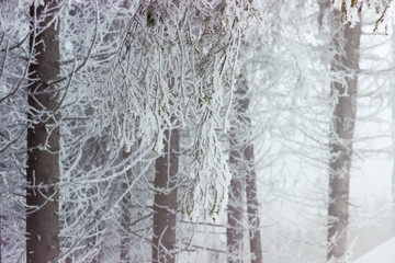 Background of hoarfrost on spruce trunks and branches in fog