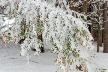 Hoarfrost on the spruce branch against other trees, background