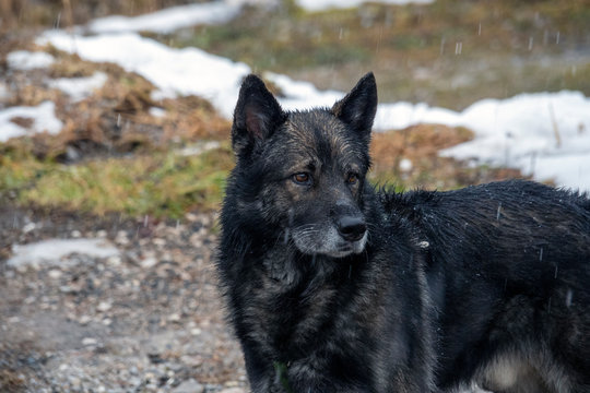 Black Dog