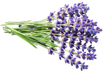 Bunch of lavandula or lavender flowers isolated on white background.