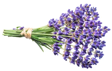 Glasschilderij Lavendel Stelletje lavandula of lavendel bloemen op witte achtergrond.