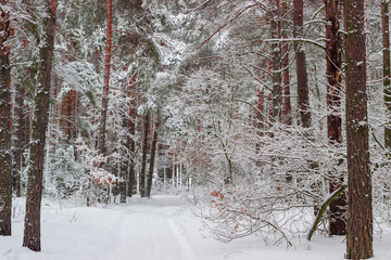 Winter forest with pines and deciduous trees after a snowfall