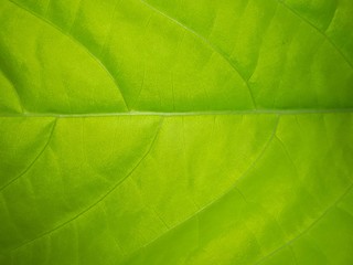 Fototapeta na wymiar texture of leaf