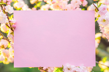 Paper blank between flowering almond branches in blossom. Pink flowers as a frame.