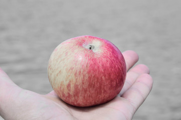 apple in the palm on a gray background