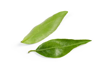 Two leaves of tangerine tree on a white background