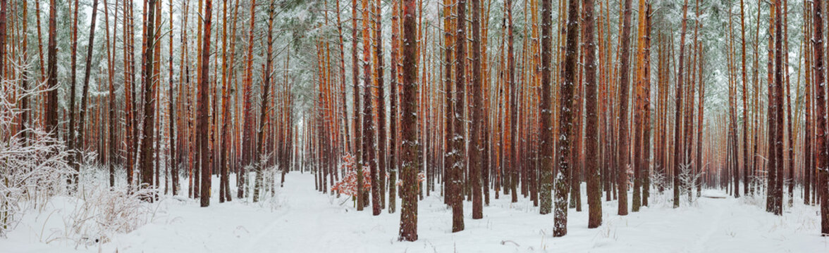 Wide Panorama Of The Winter Pine Forest After A Snowfall