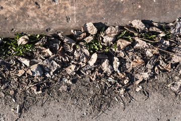 Old dry leaves and other rubbish lie on the pavement.