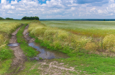 Landscape with dirty road between flowering coriander fields at  summer day in Ukraine