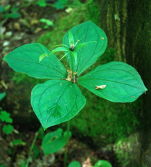 Zielone owoce Czworolista pospolitego (Paris quadrifolia L.) na początku lata