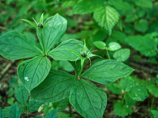 Zielone owoce Czworolista pospolitego (Paris quadrifolia L.) na początku lata © JDziedzic