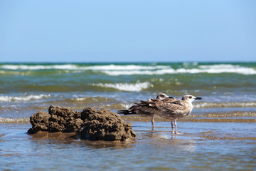 Beautiful young seagull