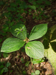 Zielone owoce Czworolista pospolitego (Paris quadrifolia L.) na początku lata