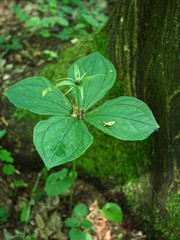 Zielone owoce Czworolista pospolitego (Paris quadrifolia L.) na początku lata © JDziedzic