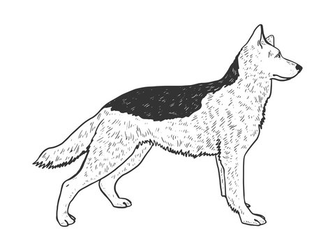 Dog shepherd animal sketch engraving vector illustration. T-shirt apparel print design. Scratch board imitation. Black and white hand drawn image.