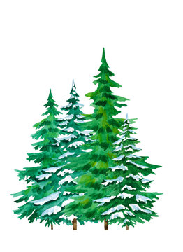 Picture of a spruce hand painted in watercolor isolated on a white background. Realistic watercolor conifer tree.