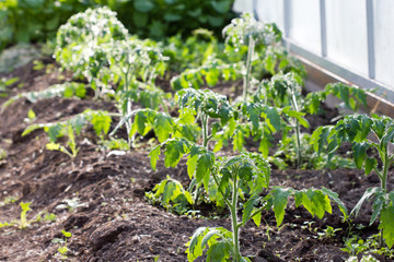 Tomato seedlings grow in the ground in the greenhouse, seedlings after morning watering.