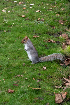Curious Squirrel