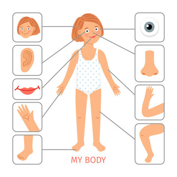Body Part Cartoon Images – Browse 327,694 Stock Photos, Vectors, and Video  | Adobe Stock