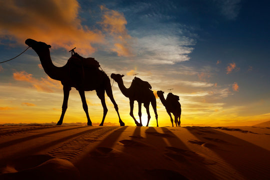 Caravan of camel in the sahara desert of Morocco at sunset time  