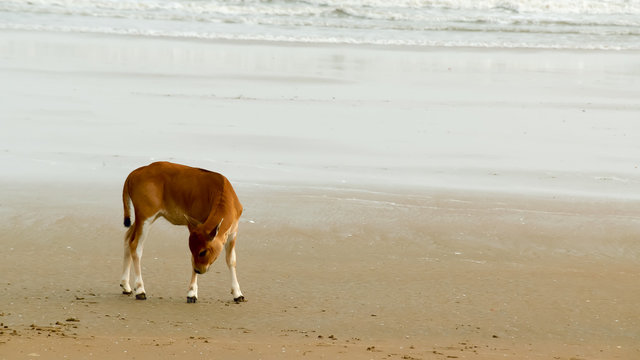 A Baby cow calf on the beach. One domestic animal in nature theme. Animals in the wild background. Goa India South Asia Pac