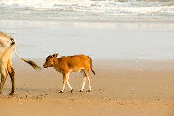 A Baby cow calf walking on the beach .One domestic animal in nature theme. Animals in the wild background. Goa India South Asia Pac