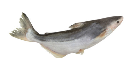 Raw pangasius fish isolated 
