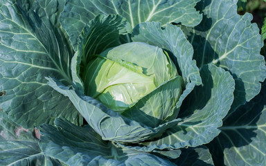 close-up of fresh white cabbage in the garden