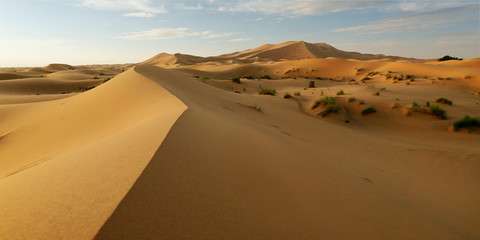 sand dune in the sahara desert 